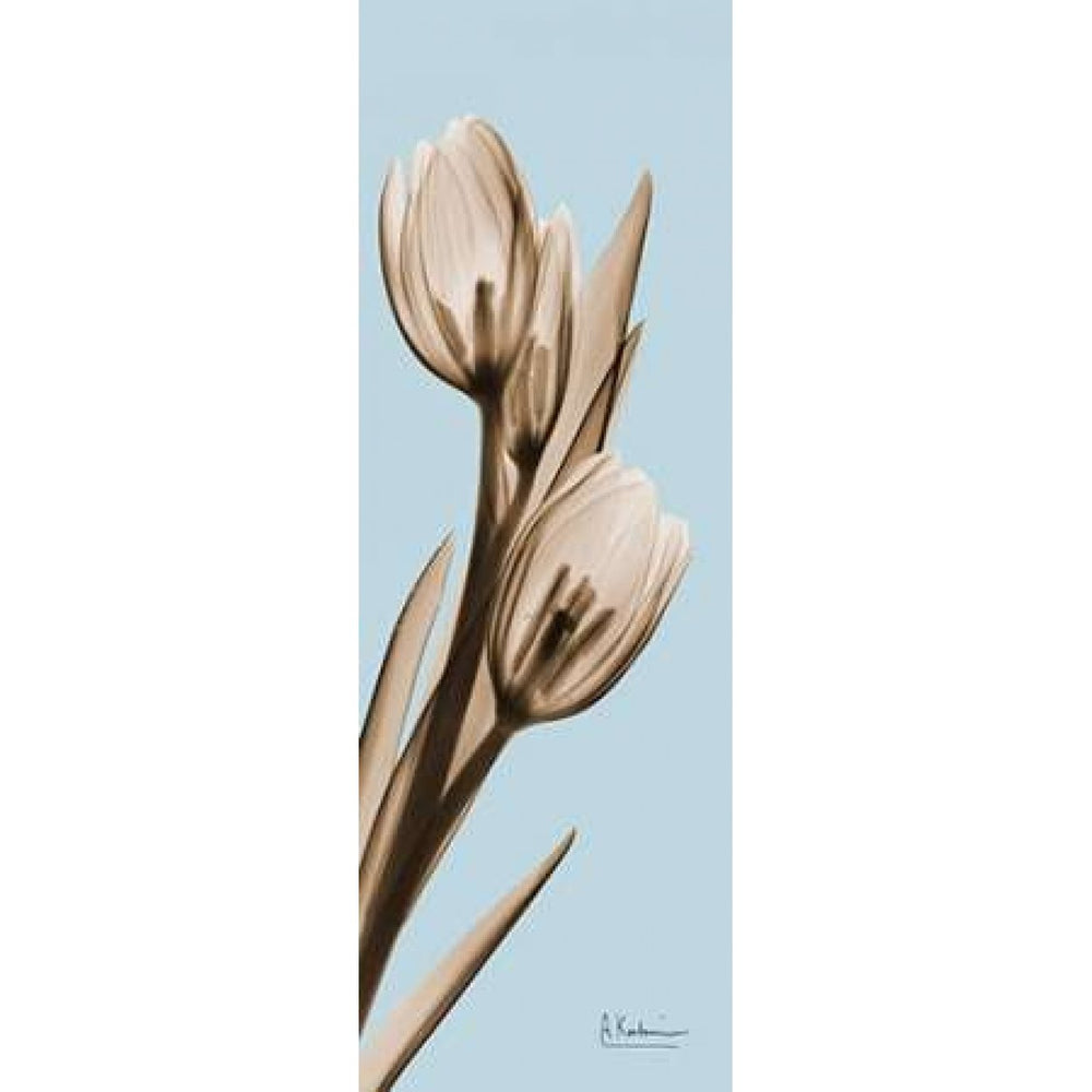 Tulip Poster Print by Albert Koetsier-VARPDXAKPL085BX Image 2