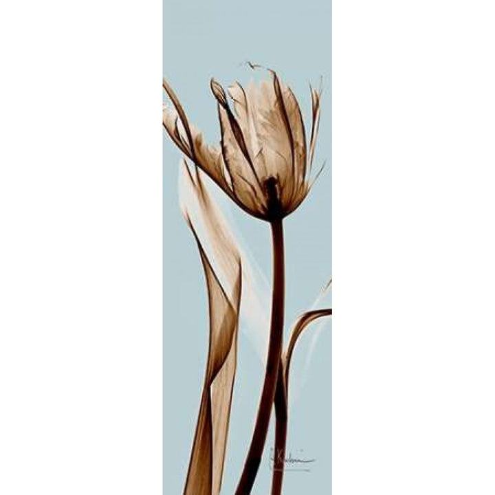 Tulip Brown on Blue Poster Print by Albert Koetsier-VARPDXAKPL094 Image 1