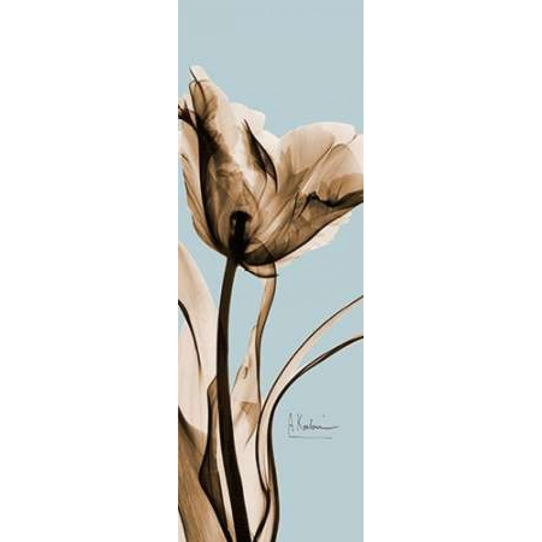 Tulip Brown on Blue 2 Poster Print by Albert Koetsier-VARPDXAKPL095 Image 1