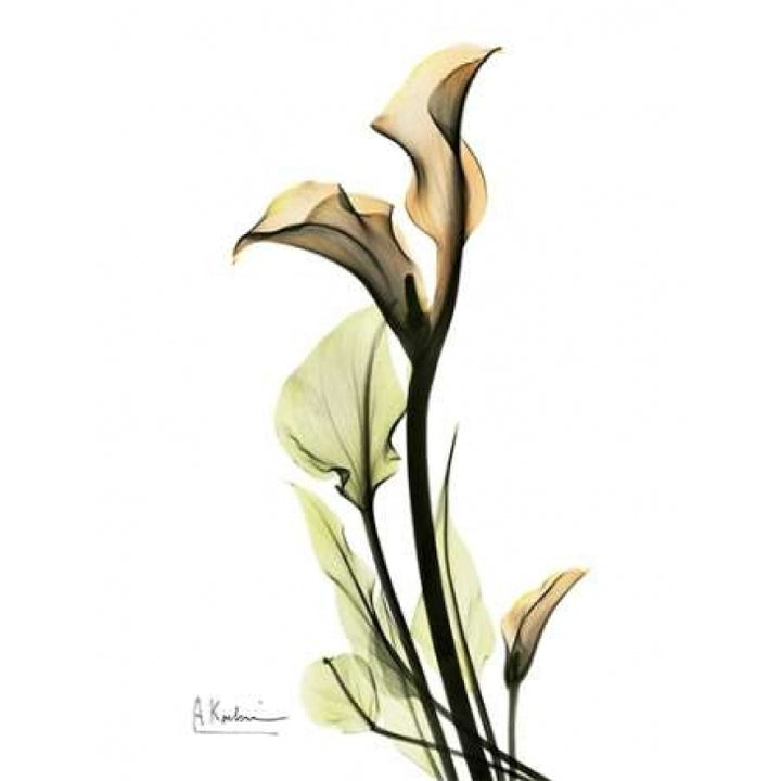 Calla Lily Duo Poster Print by Albert Koetsier-VARPDXAKRC012 Image 1