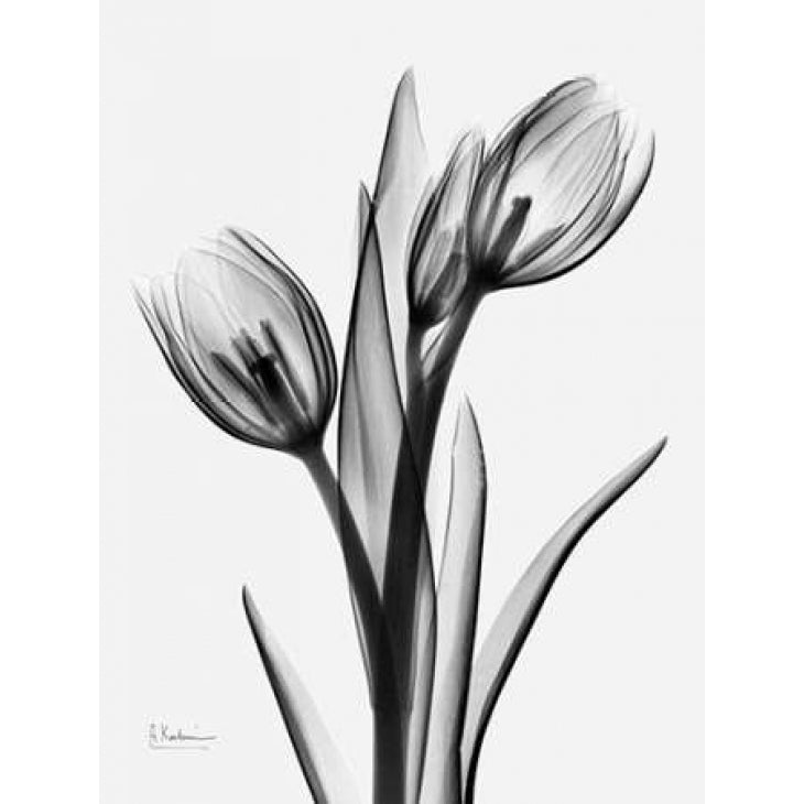 Tulips H37 Poster Print by Albert Koetsier-VARPDXAKRC011A3 Image 2