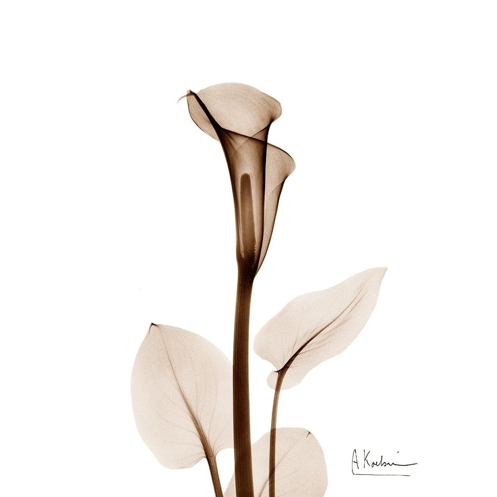 Calla Lily Poster Print - Albert Koetsier-VARPDXAKRC012D3 Image 1