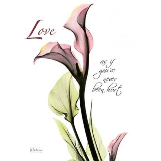 Calla Lily in Pink - Love Poster Print by Albert Koetsier-VARPDXAKRC012A2 Image 1