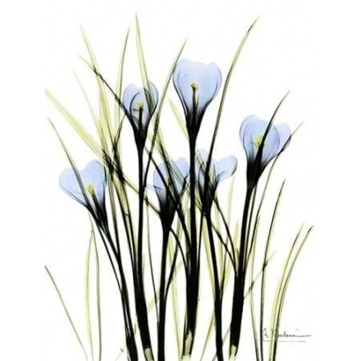 Crocus C38 Poster Print by Albert Koetsier-VARPDXAKRC017 Image 1