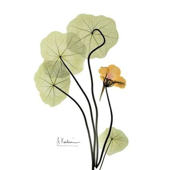 Nasturtium in Yellow Poster Print by Albert Koetsier-VARPDXAKRC014 Image 2