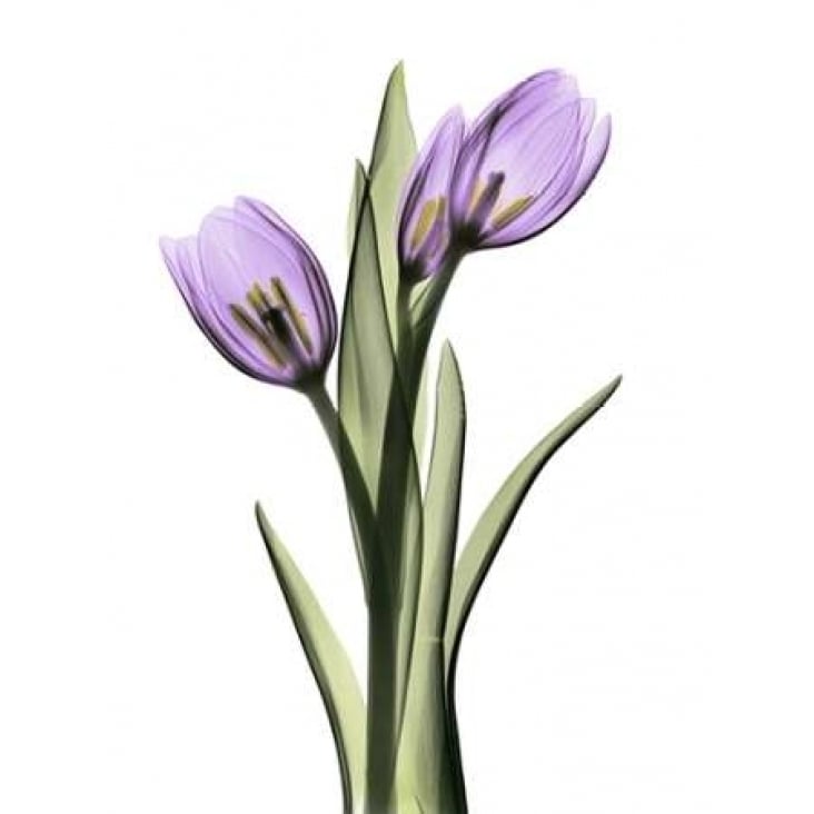 Purple Tulips 2 Poster Print by Albert Koetsier-VARPDXAKRC031A Image 2