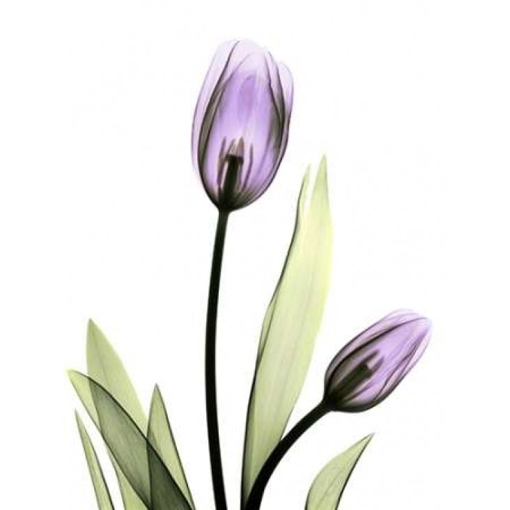 Purple Tulips Poster Print by Albert Koetsier-VARPDXAKRC029A Image 2