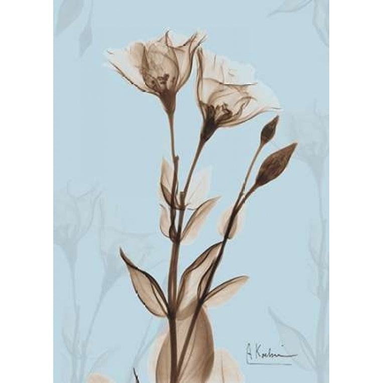 Tulips Brown on Blue Poster Print by Albert Koetsier-VARPDXAKRC028X Image 2