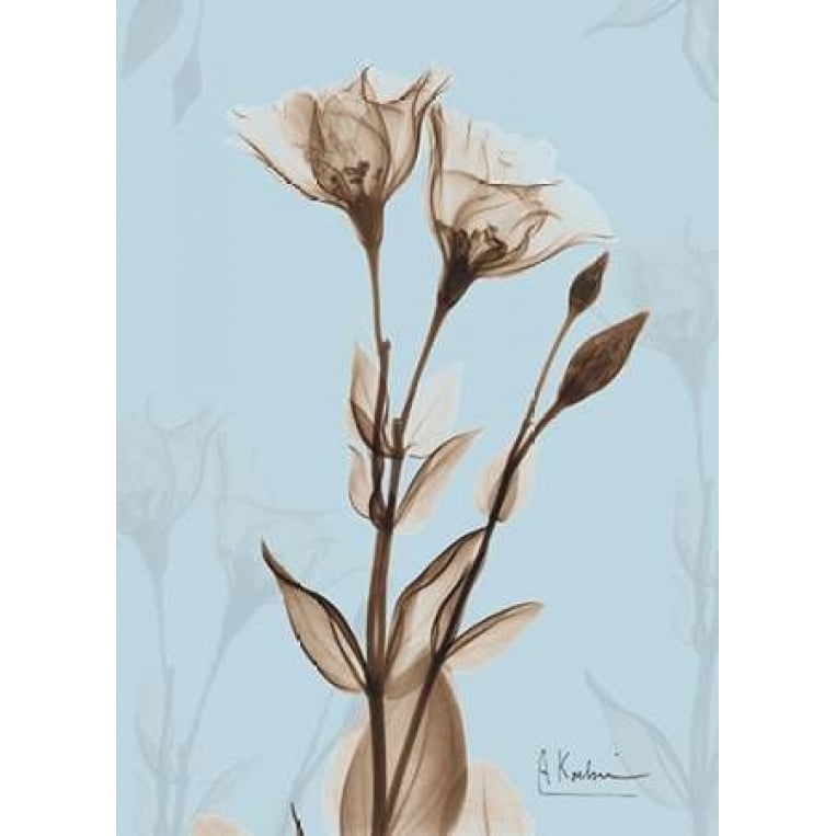 Tulips Brown on Blue Poster Print by Albert Koetsier-VARPDXAKRC028X Image 1