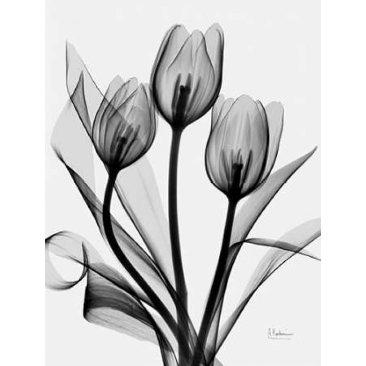 Tulips Poster Print by Albert Koetsier-VARPDXAKRC032B2 Image 2