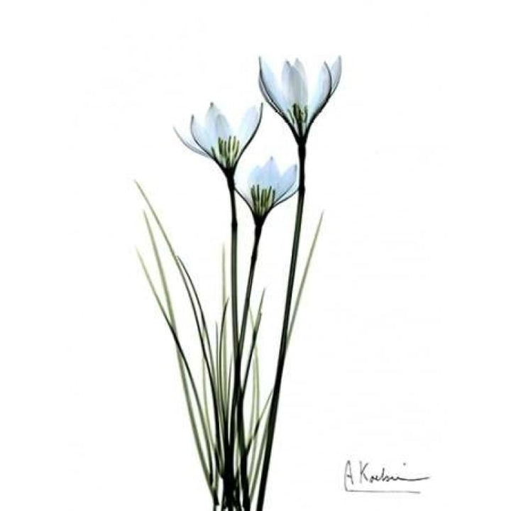 White Rain Lily Poster Print by Albert Koetsier-VARPDXAKRC043A Image 2