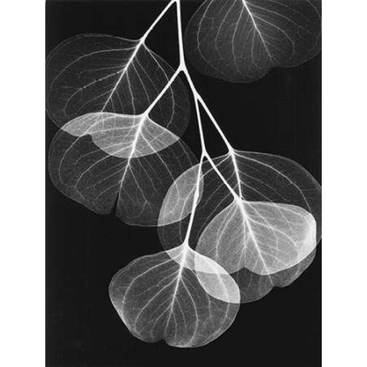 Eucalyptus on Black 2 Poster Print by Albert Koetsier-VARPDXAKRC054B Image 1