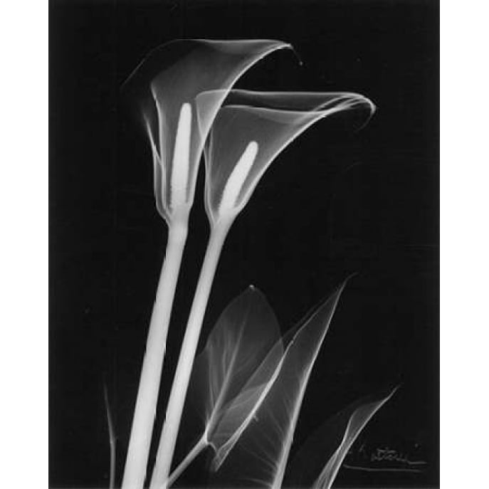 Calla Lily Close Up on Black Poster Print by Albert Koetsier-VARPDXAKRC065 Image 2