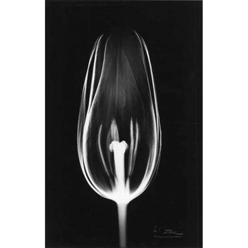 Tulip Close Up on Black Poster Print by Albert Koetsier-VARPDXAKRC072 Image 2