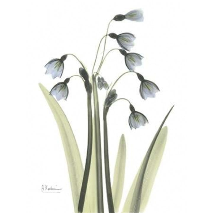 Snow Drop in Color Poster Print by Albert Koetsier-VARPDXAKRC092 Image 2