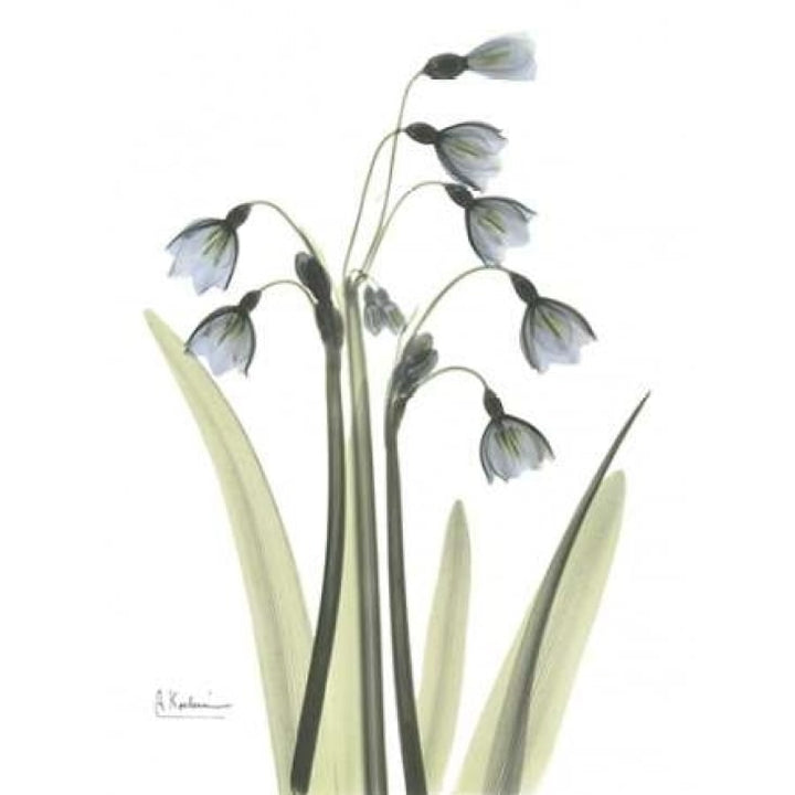 Snow Drop in Color Poster Print by Albert Koetsier-VARPDXAKRC092 Image 1