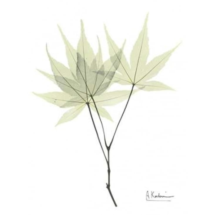 Japanese Maple in Pale Green Poster Print by Albert Koetsier-VARPDXAKRC097 Image 1