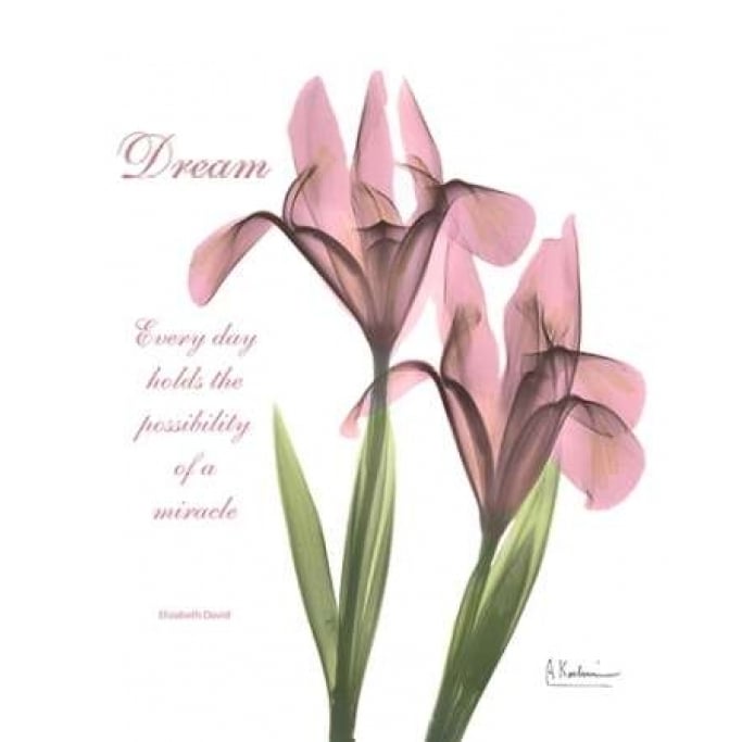 Pink Iris - Dream Poster Print by Albert Koetsier-VARPDXAKRC105A Image 1