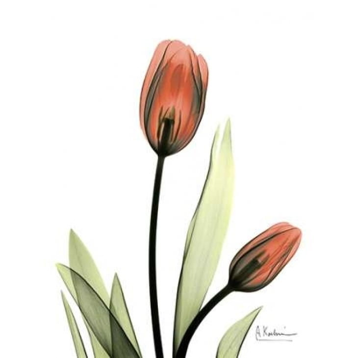 Red Tulips Poster Print by Albert Koetsier-VARPDXAKRC104C Image 1