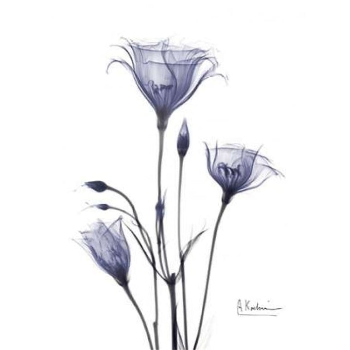 Gentian in Purple Poster Print by Albert Koetsier-VARPDXAKRC119 Image 2