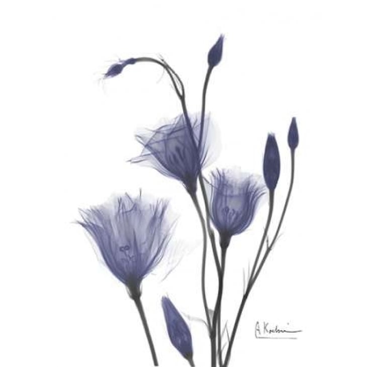 Gentian in Purple 2 Poster Print by Albert Koetsier-VARPDXAKRC119A Image 1