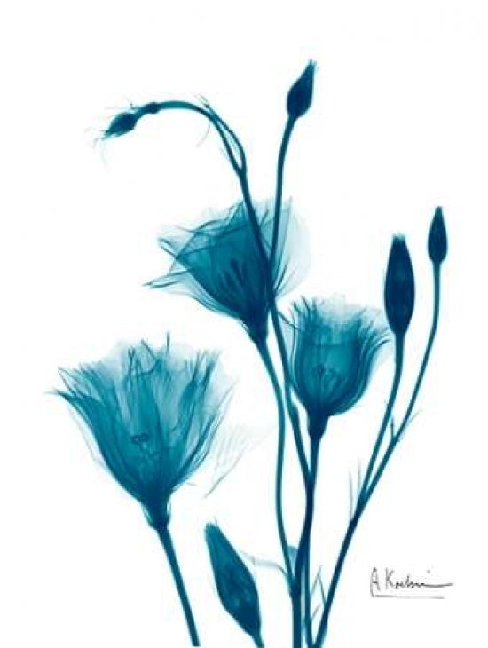 Bouquet of Gentian in Blue Poster Print by Albert Koetsier-VARPDXAKRC123B Image 1