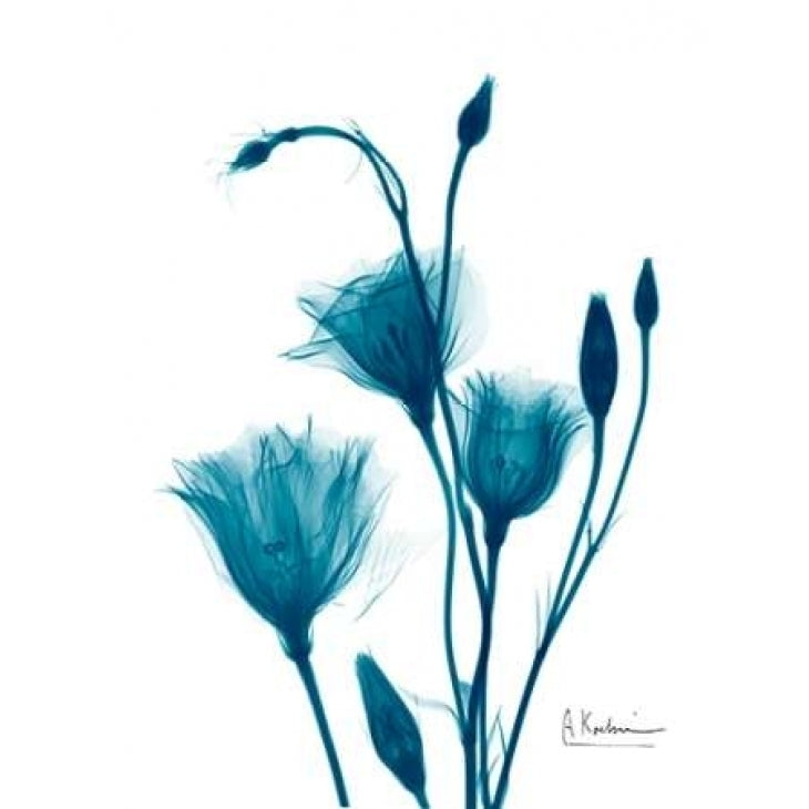 Bouquet of Gentian in Blue Poster Print by Albert Koetsier-VARPDXAKRC123B Image 2