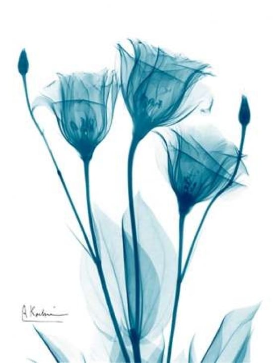 Three Gentian in Blue Poster Print by Albert Koetsier-VARPDXAKRC122B Image 1