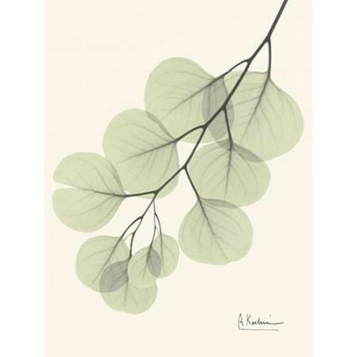 Eucalyptus Leaves in Green Poster Print by Albert Koetsier-VARPDXAKRC127B Image 2