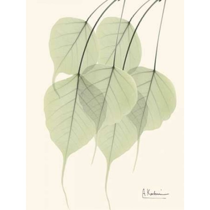 Bo Tree Leaves in Green Poster Print by Albert Koetsier-VARPDXAKRC127C Image 2