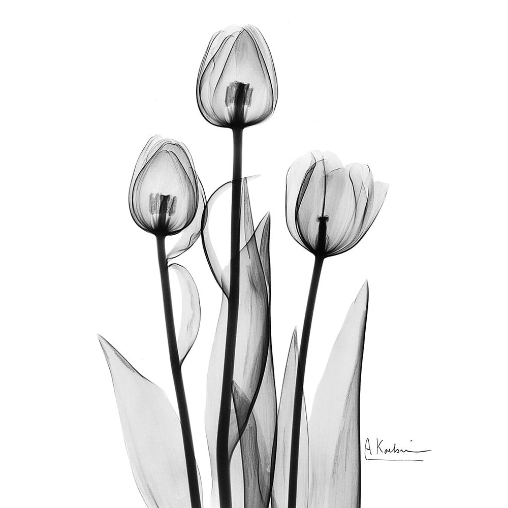 Tulips Black and White Poster Print by Albert Koetsier-VARPDXAKRC129A Image 1