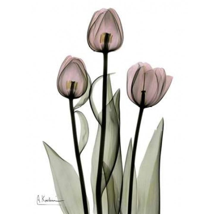 Early Tulips in Pink Poster Print by Albert Koetsier-VARPDXAKRC128 Image 2