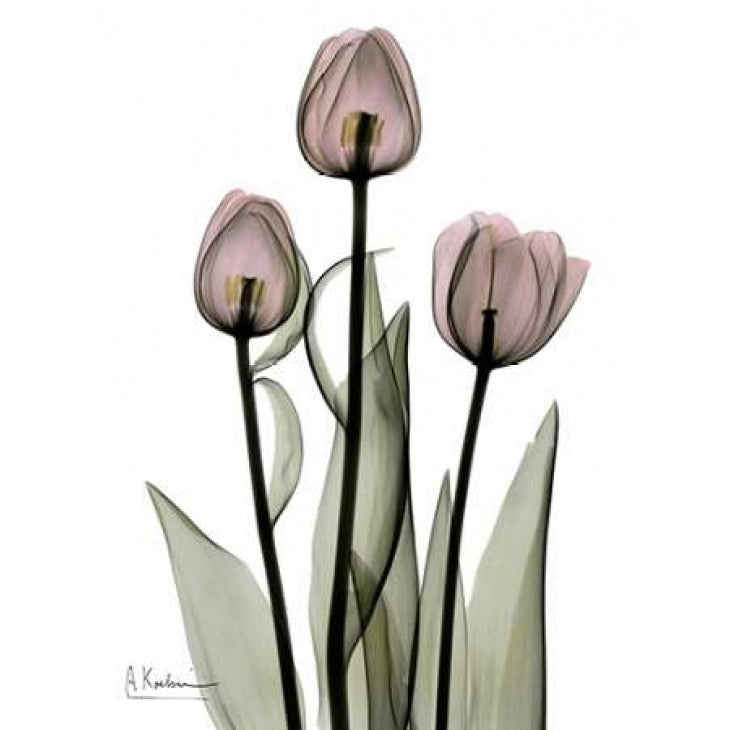 Early Tulips in Pink Poster Print by Albert Koetsier-VARPDXAKRC128 Image 1