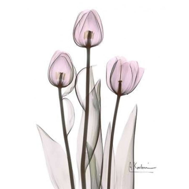 Early Tulips in Lavender Poster Print by Albert Koetsier-VARPDXAKRC129 Image 2