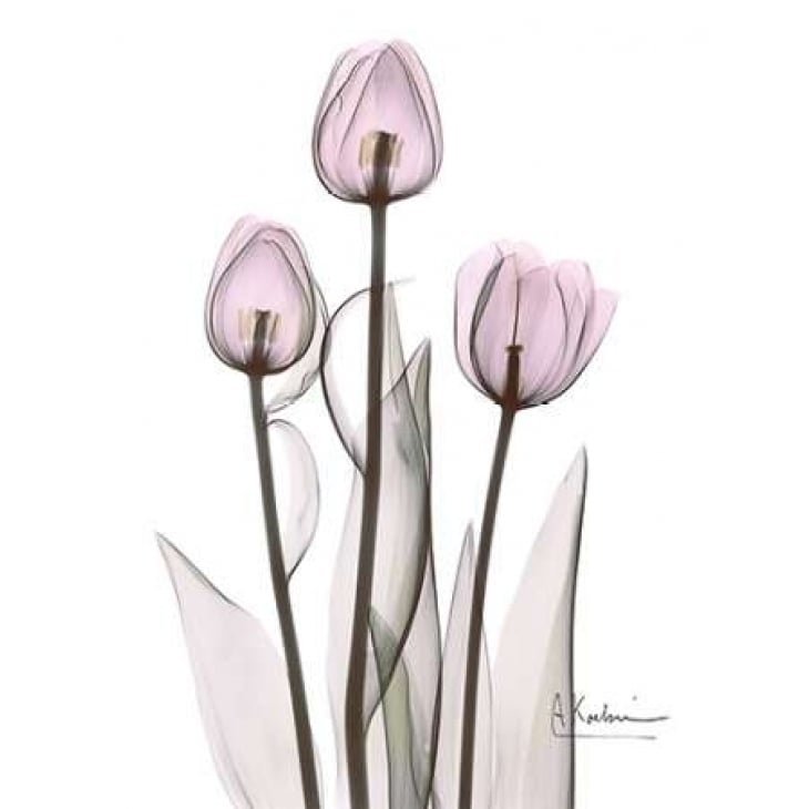 Early Tulips in Lavender Poster Print by Albert Koetsier-VARPDXAKRC129 Image 1