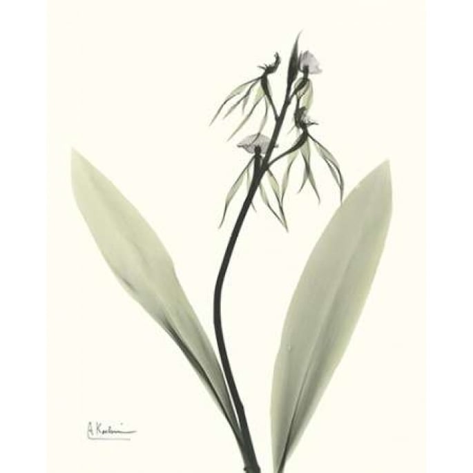 Single Orchid Poster Print by Albert Koetsier-VARPDXAKRC135 Image 1