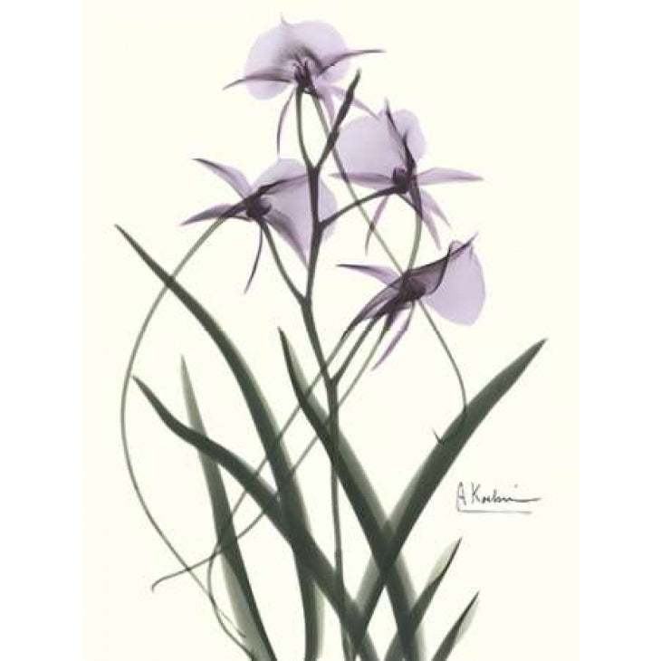 Orchids a Plenty in Purple Poster Print by Albert Koetsier-VARPDXAKRC130B Image 2