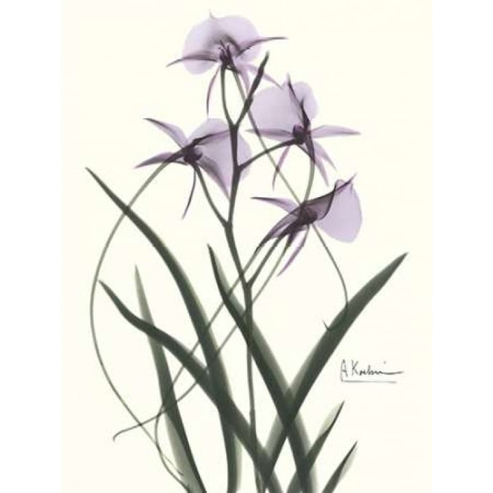 Orchids a Plenty in Purple Poster Print by Albert Koetsier-VARPDXAKRC130B Image 1