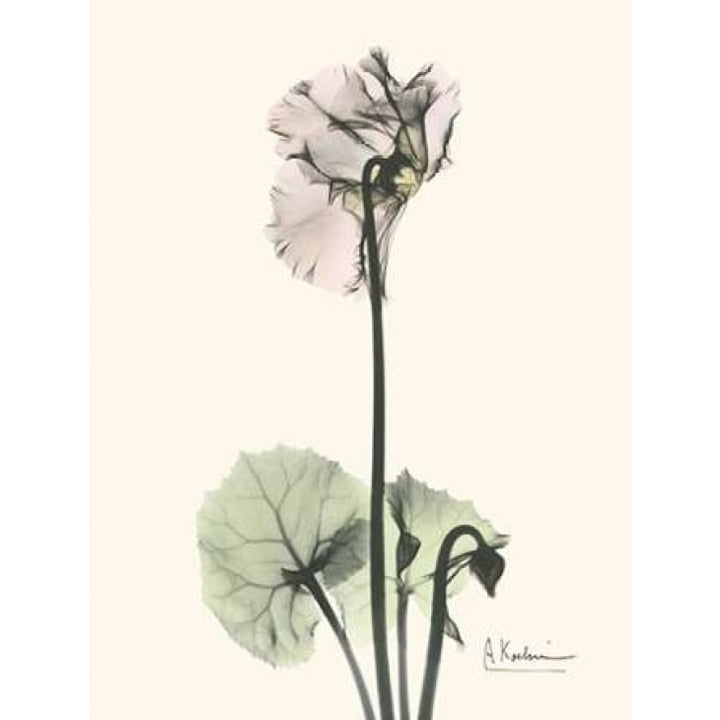 Single Cyclamen Poster Print by Albert Koetsier-VARPDXAKRC141 Image 1