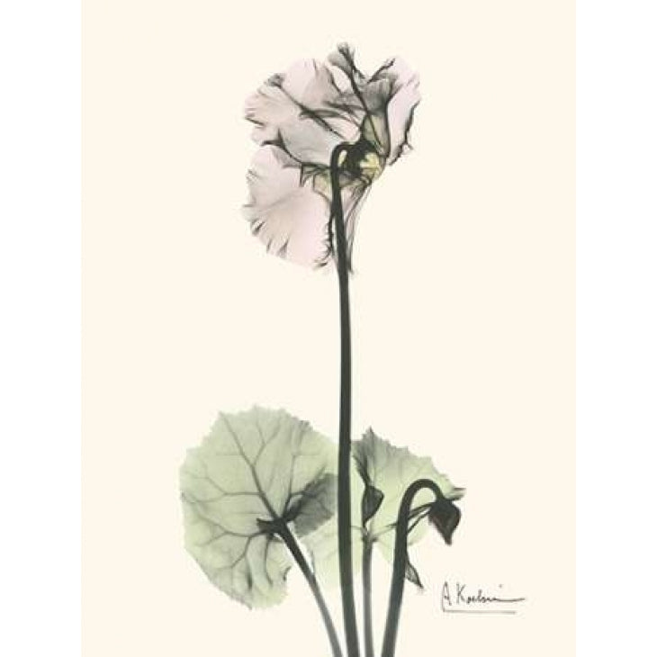 Single Cyclamen Poster Print by Albert Koetsier-VARPDXAKRC141 Image 2