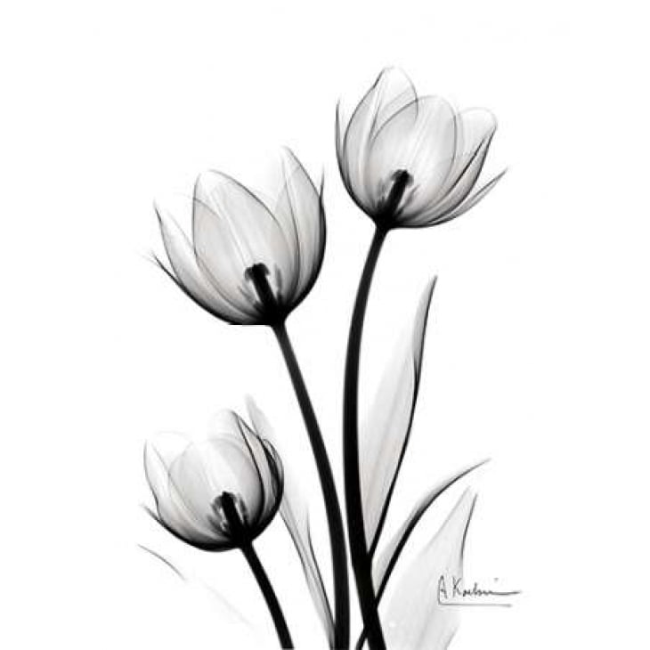 Tulips High Contrast Poster Print by Albert Koetsier-VARPDXAKRC149D Image 1