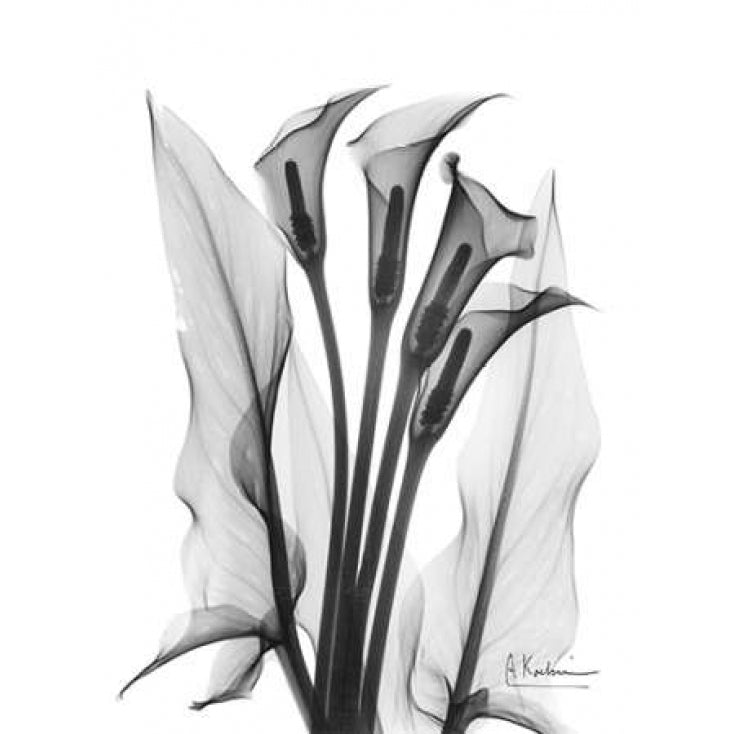 Calla Lily Quad in BandW Poster Print by Albert Koetsier-VARPDXAKRC144 Image 2