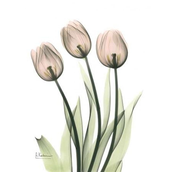 Three Pale Pink Tulips Poster Print by Albert Koetsier-VARPDXAKRC146 Image 2