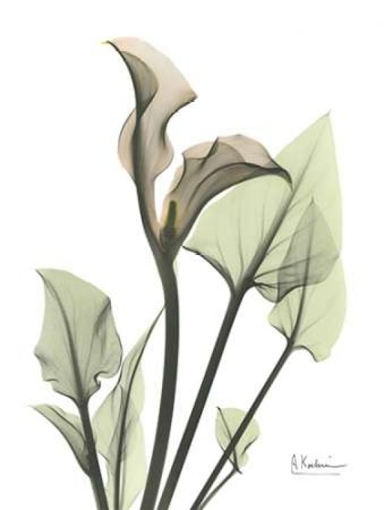 Calla Lily in Green Poster Print by Albert Koetsier-VARPDXAKRC171 Image 1