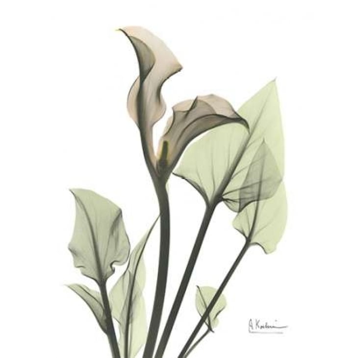 Calla Lily in Green Poster Print by Albert Koetsier-VARPDXAKRC171 Image 2