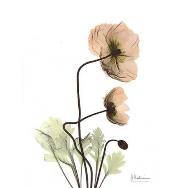 Iceland Poppy in Color Poster Print by Albert Koetsier-VARPDXAKRC162 Image 2