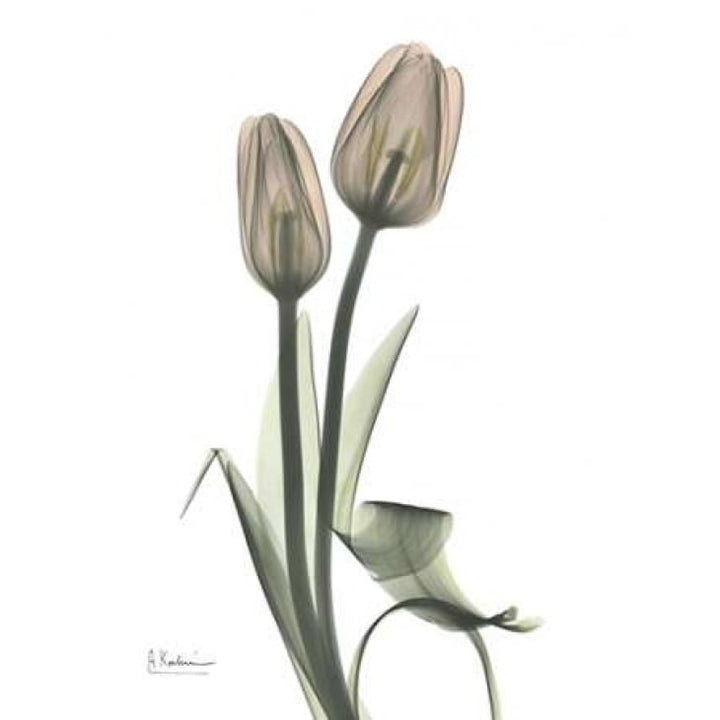 Tulip - Marjorie Poster Print by Albert Koetsier-VARPDXAKRC174 Image 1