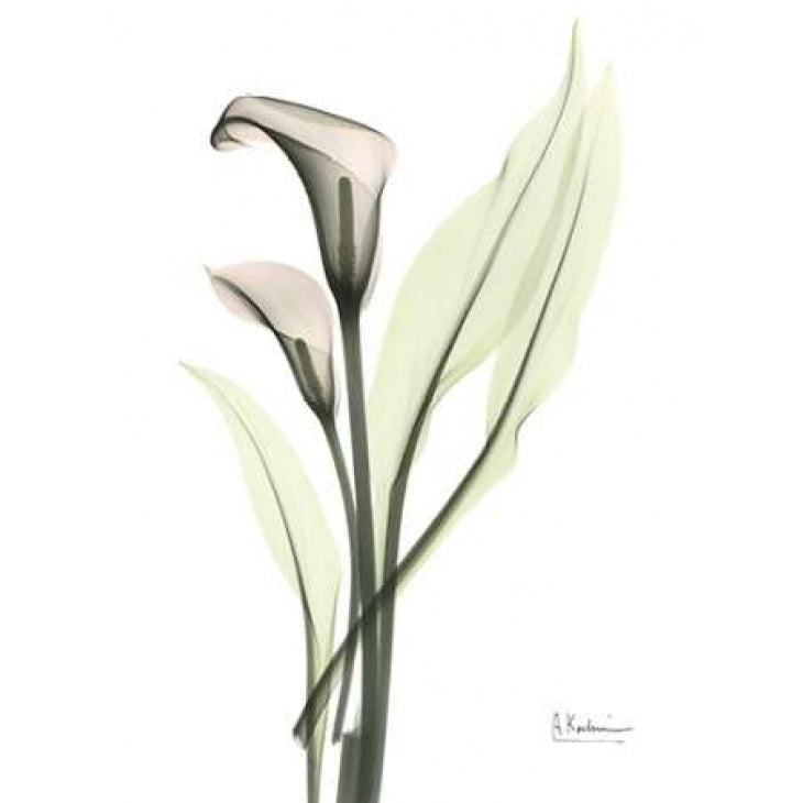 Calla - Marjorie Poster Print by Albert Koetsier-VARPDXAKRC175 Image 2