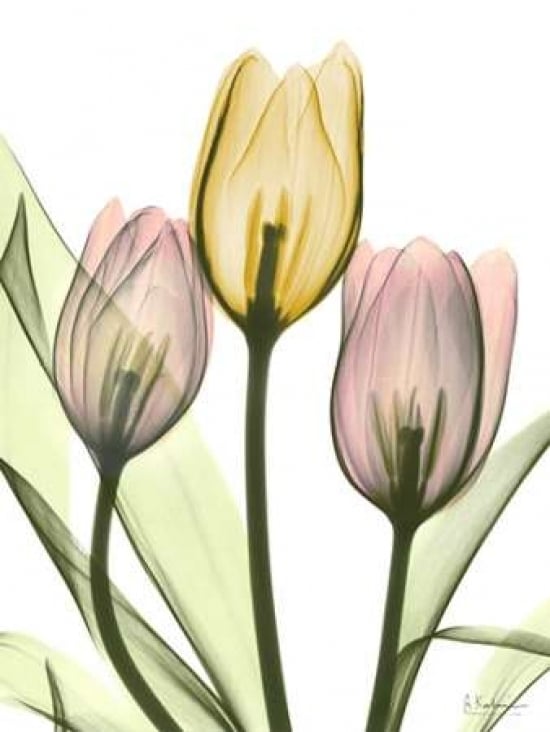 Gentle Tulips Poster Print by Albert Koetsier-VARPDXAKRC2083A Image 1