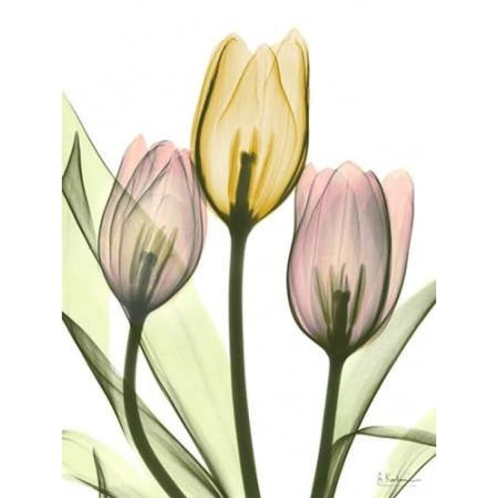 Gentle Tulips Poster Print by Albert Koetsier-VARPDXAKRC2083A Image 2